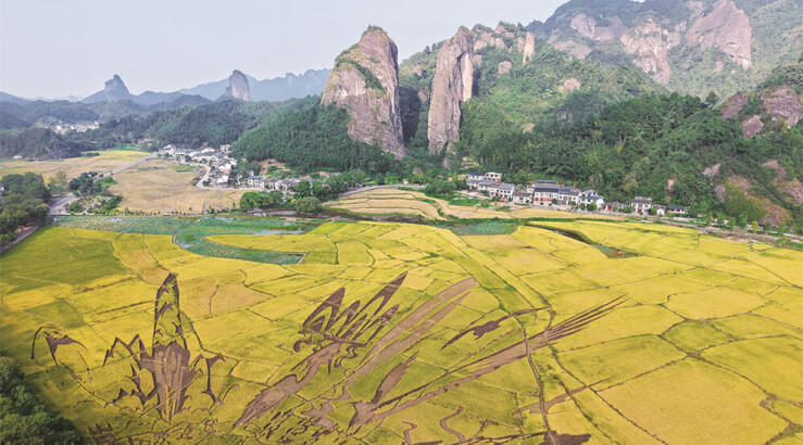 崀山“朱鹮稻”熟了