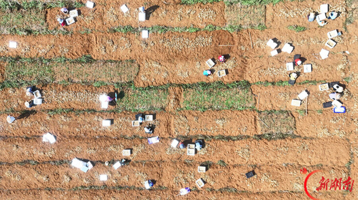 中药材种植助农增收