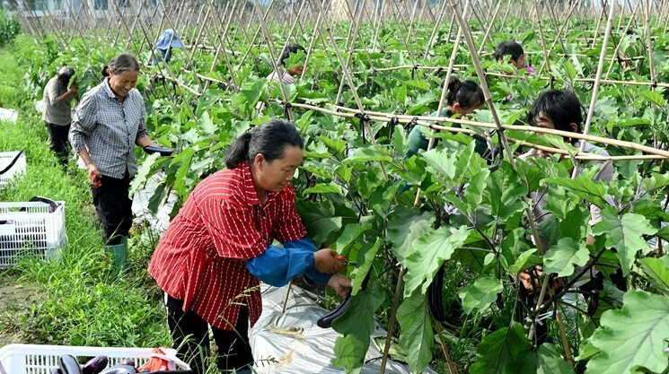 茄子丰收富农家
