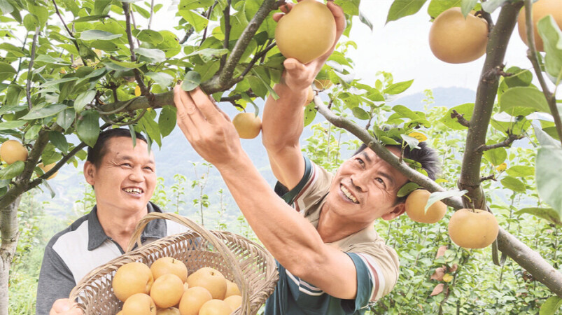 梨园丰收采摘忙