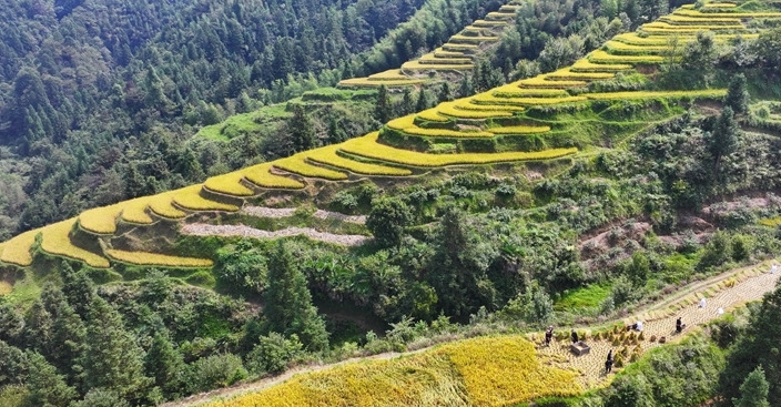 瑶乡梯田迎丰收