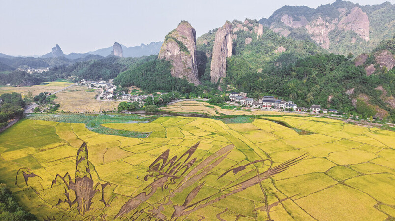 崀山“朱鹮稻”熟了