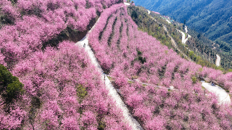 樱花烂漫游客醉