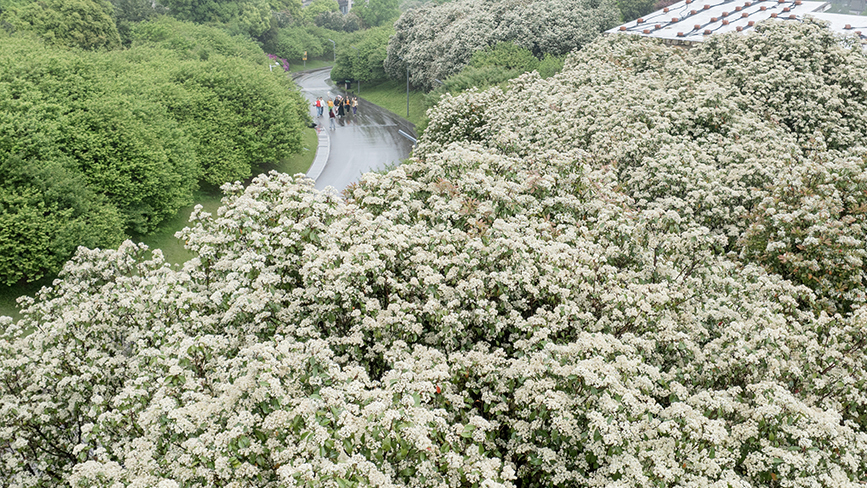 石楠花開(kāi)  如云似雪
