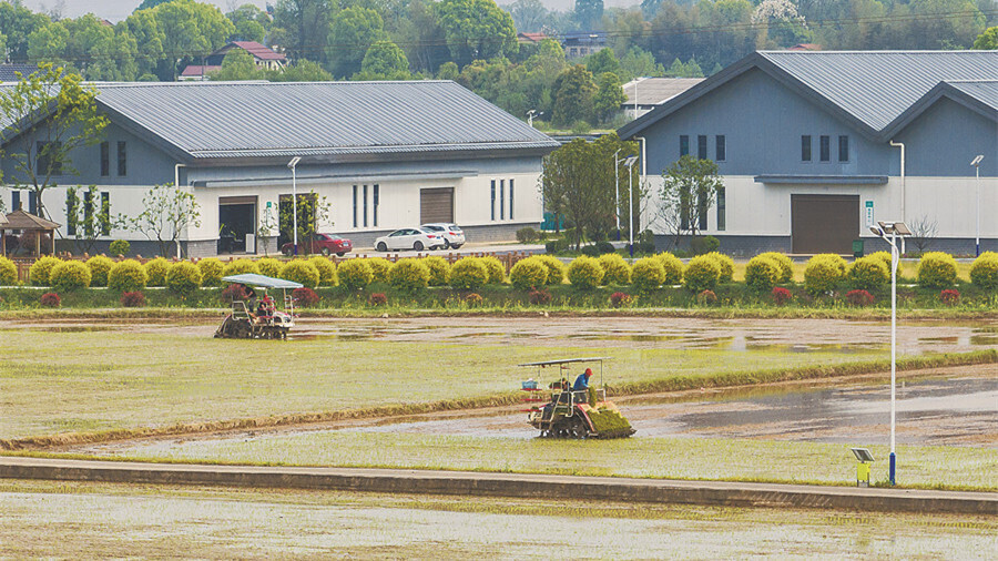 春插正當(dāng)時(shí)