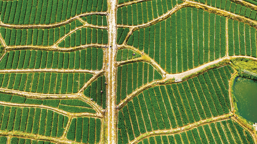 “金”百合 富农家