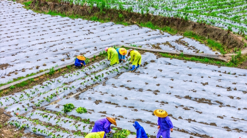 小蜜薯 大产业