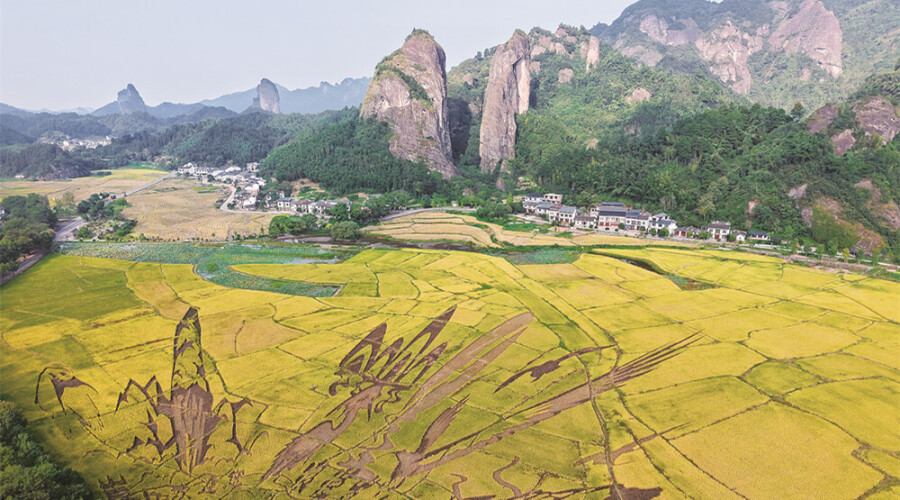 崀山“朱鹮稻”熟了