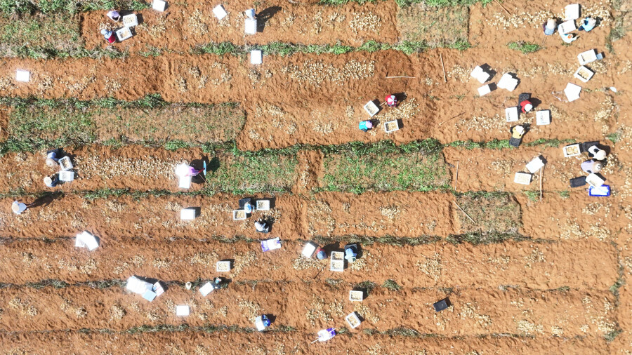 中药材种植助农增收