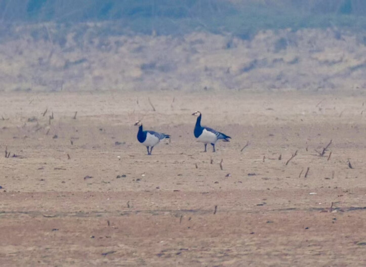 生态向好！湘阴县横岭湖首现白颊黑雁 珍稀水鸟接连现身