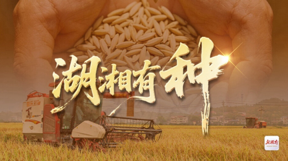 湖湘有种⑩丨林下养乌宝 舌尖品湘珍
