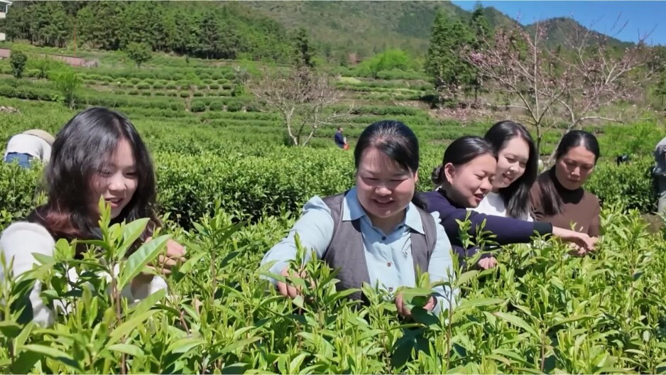 采茶竞赛 乐享农趣