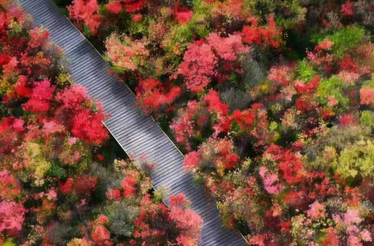 海报丨当湖南的春天撞进油画里……